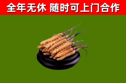 海阳市回收冬虫夏草