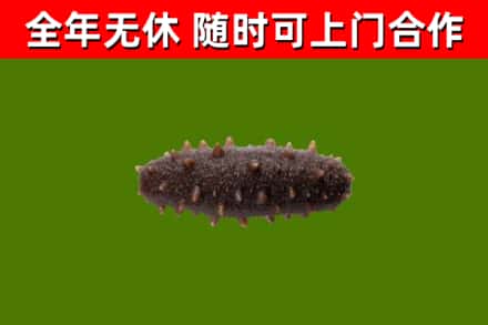 海阳市回收海参干